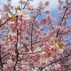 三浦海岸🌸桜まつり🌸開花状況