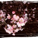 三浦海岸🌸おすすめ🌸桜祭り🌸2018🌸夜桜🌸菜の花🌸ジェットスキー🌸ツーリング🌸